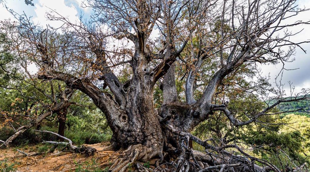 La Junta inicia los trámites para declarar Monumento Natural al Castaño Santo