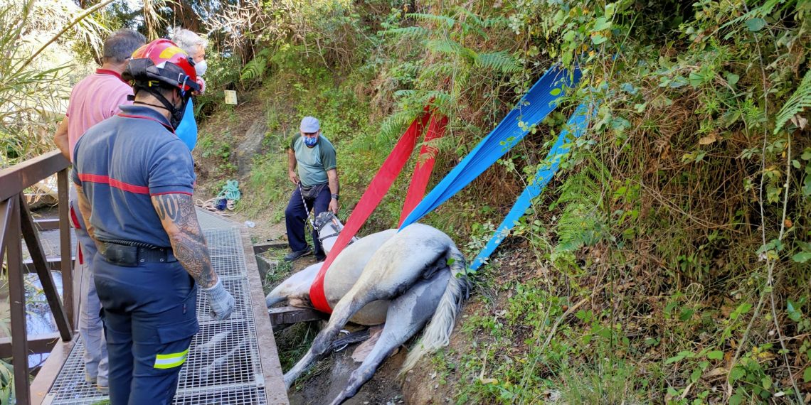 Bomberos rescatan ilesa a una yegua en un sendero del río Guadalmina