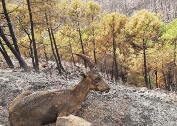 ¿Cómo podemos ayudar a los animales afectados por el incendio de Sierra Bermeja?