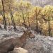 ¿Cómo podemos ayudar a los animales afectados por el incendio de Sierra Bermeja?