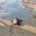 Tortugas al agua