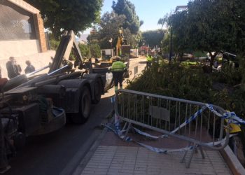 Polémica entre colectivos sociales y el PP por la tala de árboles en la avenida del Trapiche